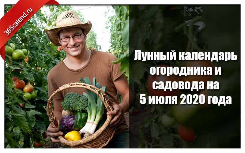 Календарь огородников на 2020 год Лунный календарь огородника и садовода на 5 июля 2020 - благоприятные дни