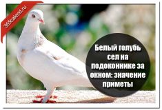 Белый голубь сел на подоконнике за окном: значение приметы