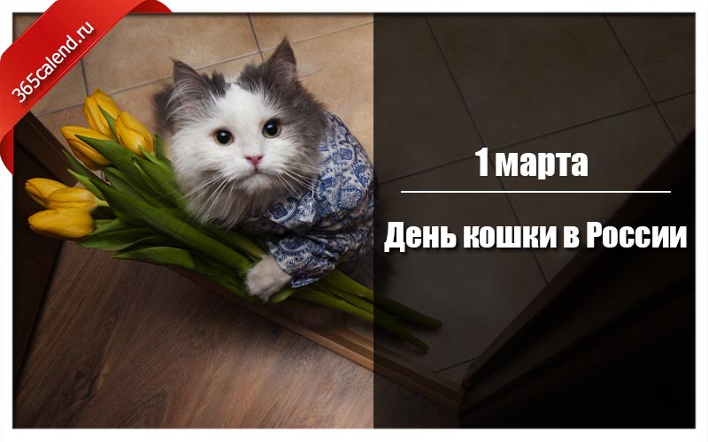 День котиков в россии. День кошек в России. День кошек в 2022 году в России.