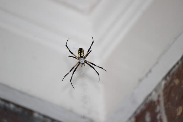 Найдите пауков в своем доме.