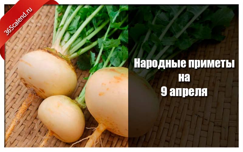 Приметы на 9 ноября. Матрена Настовица 9 апреля. Народный праздник Матрена Настовица. 9 Апреля народные приметы. Матрена Настовица Полурепница.