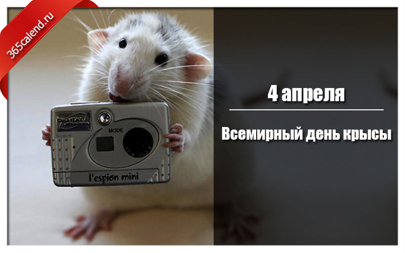 День крысы 4 апреля картинки