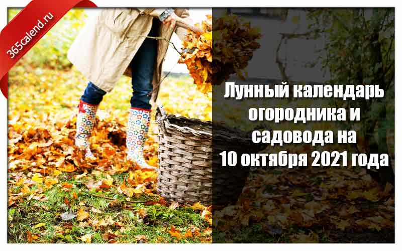 Календарь садовода на октябрь 24 года Лунный календарь огородника и садовода на 10 октября 2021 - благоприятные дни