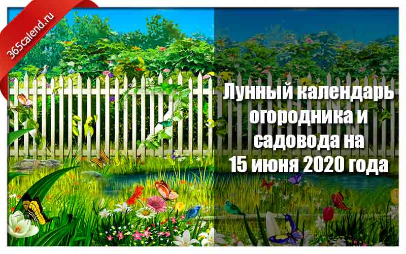 Лунный календарь огородника июнь 2020 года