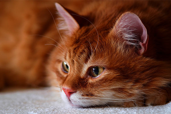 Рыжие коты – целители