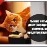 Рыжие коты в доме: народные приметы и предупреждения