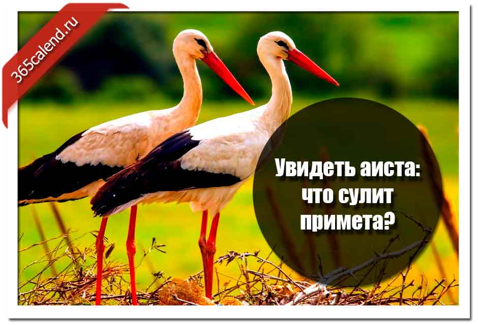 Примета увидеть. Приметы про аиста. Увидеть аиста примета. Увидеть летящего аиста примета. Примета пролетел Аист.