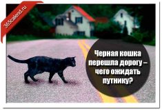Черная кошка перешла дорогу – чего ожидать путнику?