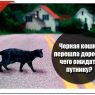 Черная кошка перешла дорогу – чего ожидать путнику?