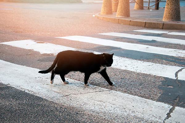 Черная кошка перешла дорогу