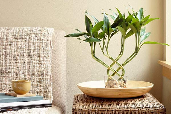 Комнатный бамбук – уход в домашних условиях, виды и посадка