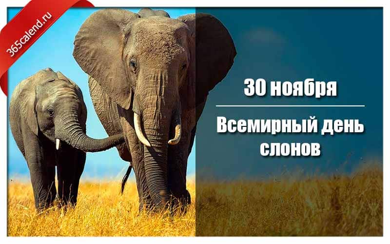 30 ноября картинки. 30 Ноября Всемирный день защиты слонов. Всемирный день слонов, или Слоноуин. День слонов Международный. Когда Всемирный день слонов.